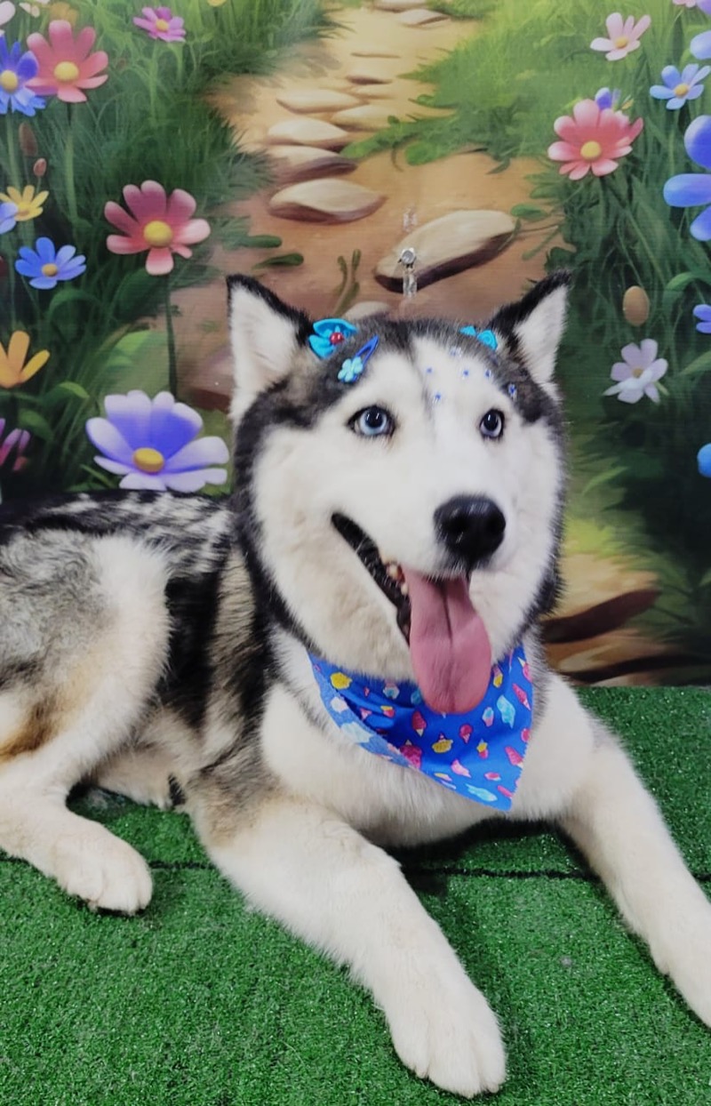 Husky com bandana