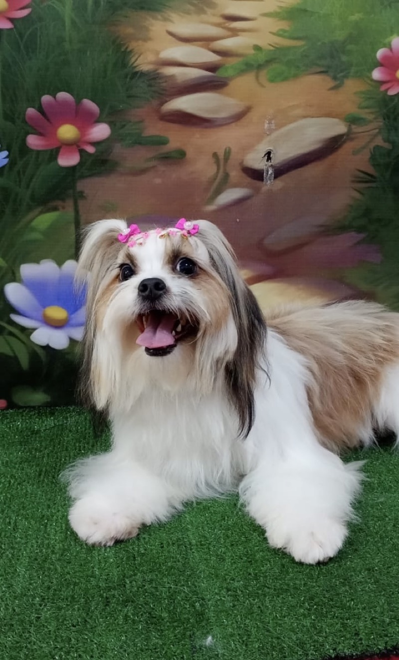 Shih Tzu com flores