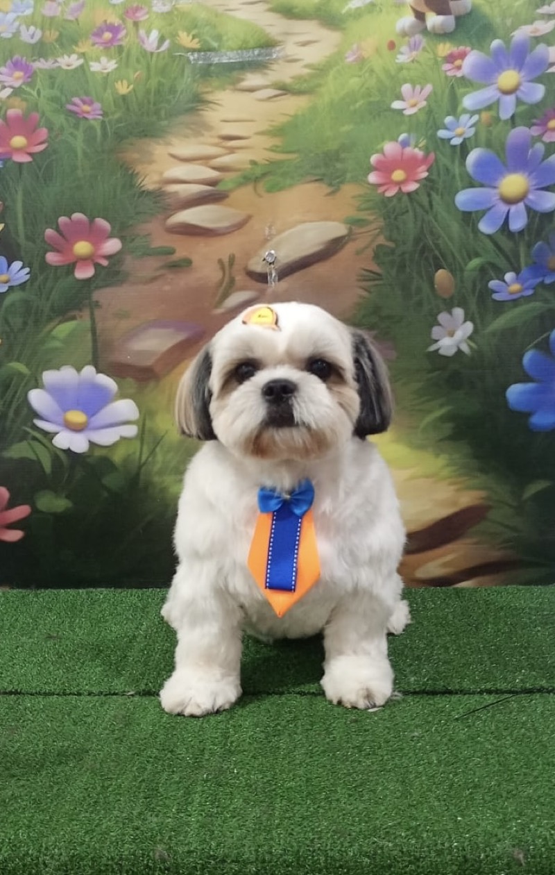 Shih Tzu com gravata
