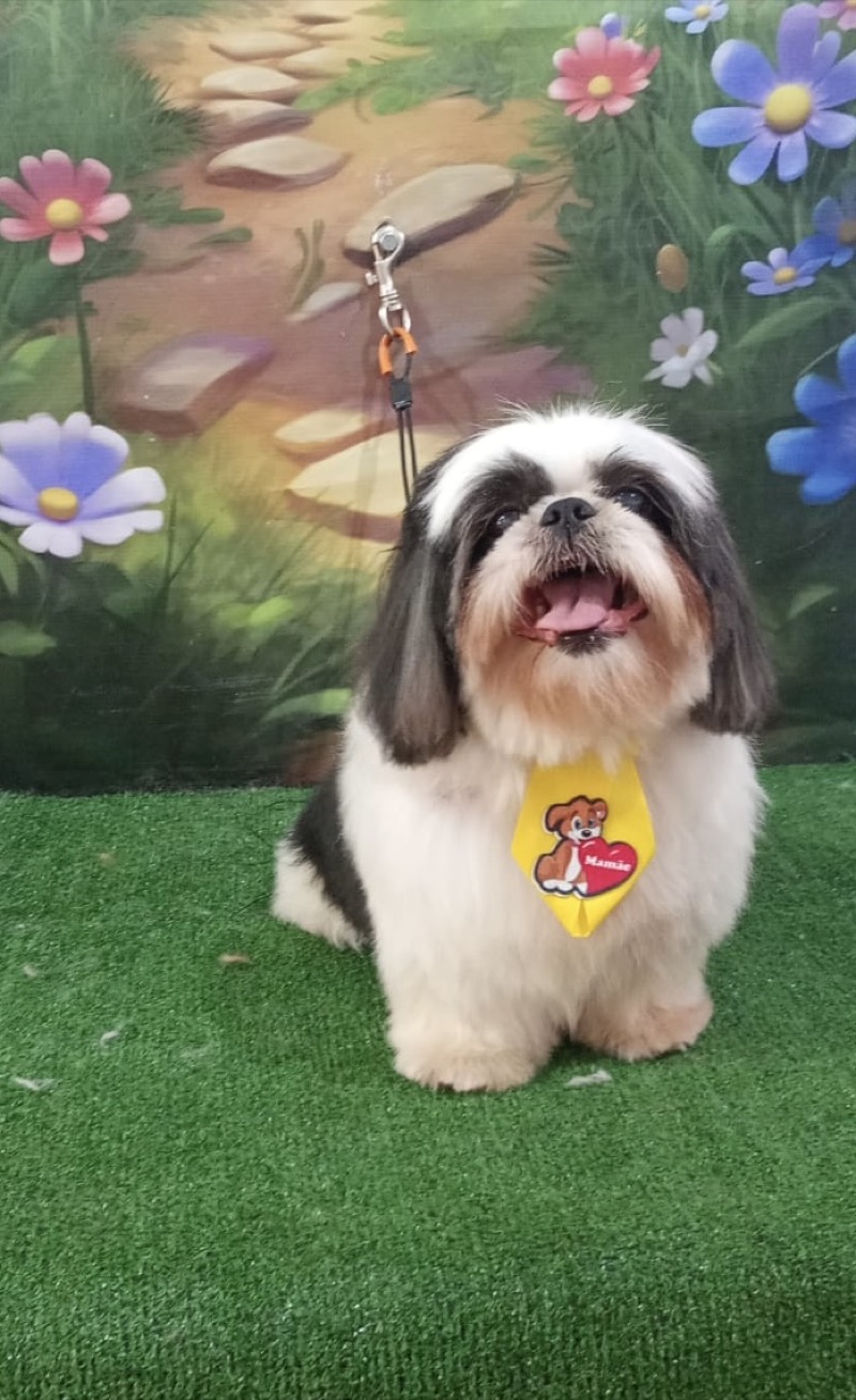 Shih Tzu sorridente