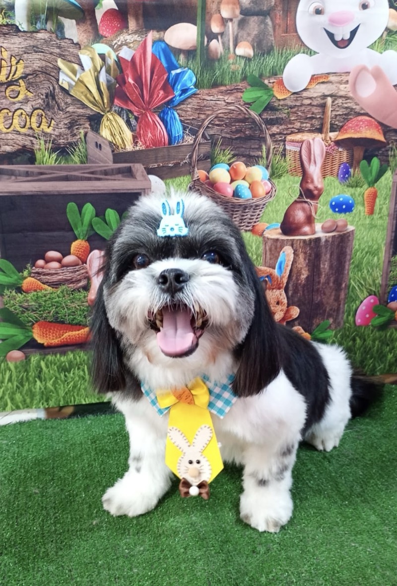 Shih Tzu com gravata de Páscoa