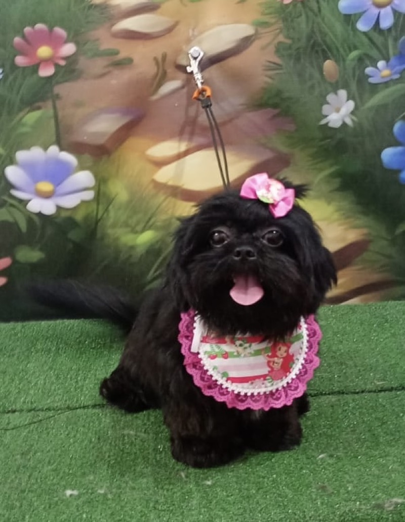 Shih Tzu preto com lacinho rosa