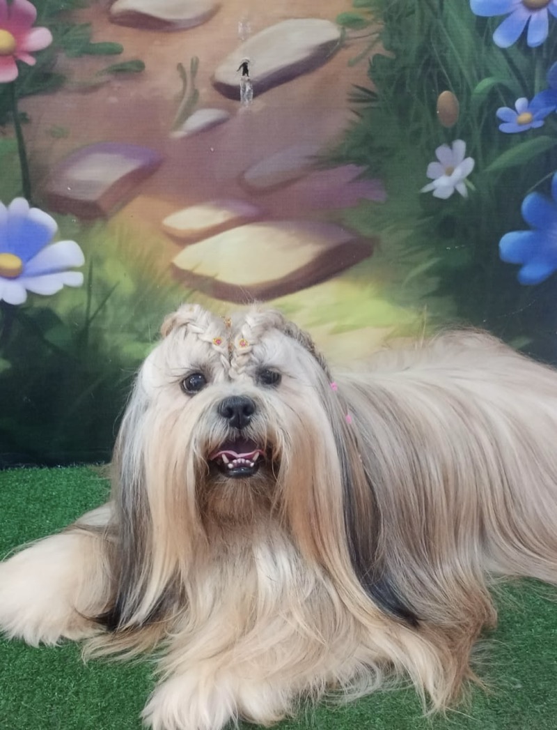 Shih Tzu com trancinha